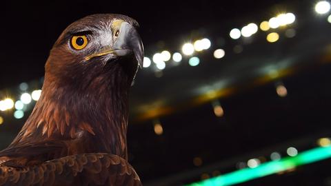 Eintracht-Maskottchen: Steinadler Attila