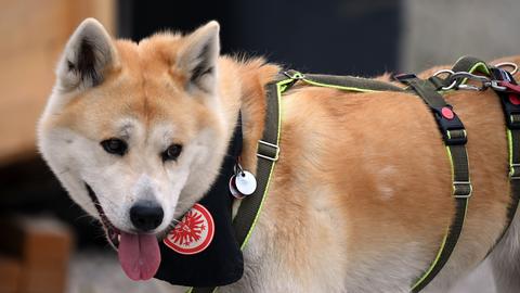 Ein Hund trägt ein Eintracht-Halstuch